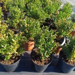 Krušpán vždyzelený (Buxus sempervirens) - výška 20-30 cm, kont. C3L